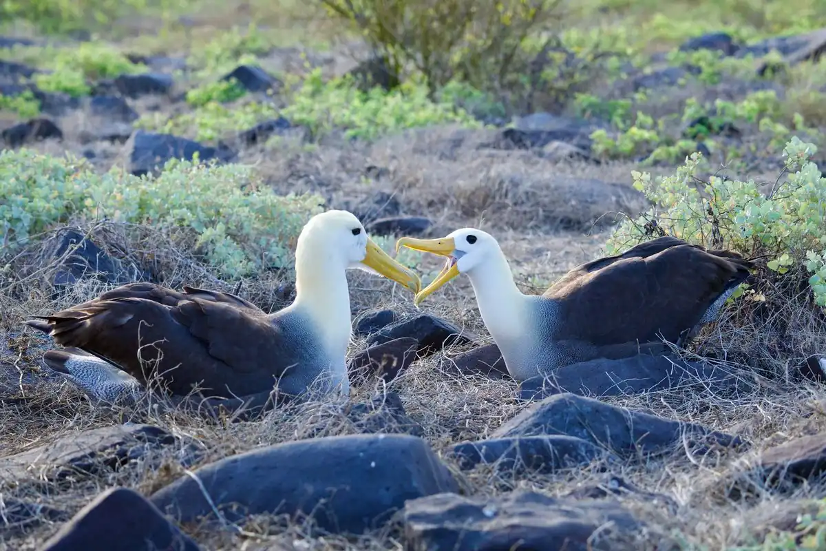 Pareja de aves marinas de pico amarillo frente a frente entre las rocas de una isla
